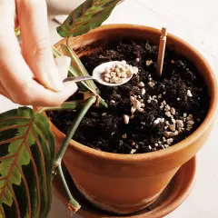 Mano aggiunge perlite al terriccio di una pianta, sperando di scoraggiare le larve dei moscerini.