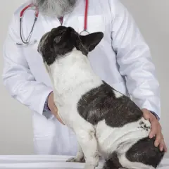 Weterynarz bada francuskiego buldoga, u którego podejrzewana jest przepuklina u szczeniaka.