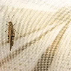 Locusta mimetica su zanzariera, un esempio di nuovi insetti arrivati in Italia.