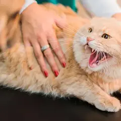 Gato naranja con la boca abierta y dientes afilados, mostrando signos de rabia en gatos. Una mano acaricia su lomo.