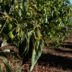 Cuando plantar aguacate para asegurar un crecimiento exitoso