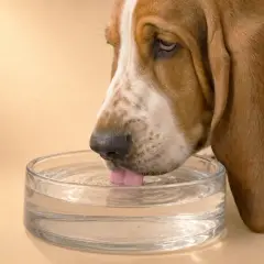 Un Basset Hound con orejas largas bebe agua de un cuenco transparente. Mi perro bebe mucha agua, ¡necesita mantenerse hidratado!