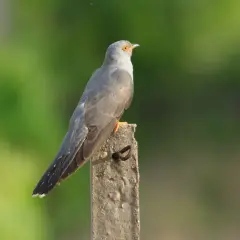 Grauer Vogel mit orangefarbenen Füßen sitzt auf einem Pfosten. Man hört seinen kuckuck ruf.