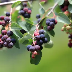 Reife Felsenbirnen hängen an Zweigen. Die Beeren sind dunkelblau bis violett und bereit zur Ernte, was eine gute Grundlage für die Felsenbirne vermehren bietet.