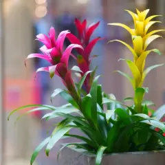 Guzmania in vaso con fiori rosa, rossi e gialli. La cura di queste piante è semplice, amano luce indiretta e annaffiature moderate.