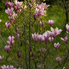 Piękna magnolia w pełnym rozkwicie. Dowiedz się, jak sadzić magnolie, by cieszyć się tym widokiem co roku.