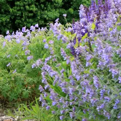 Un parterre de fleurs bleues et violettes, avec un magnifique **géranium vivace** au premier plan, sous un feuillage vert dense.