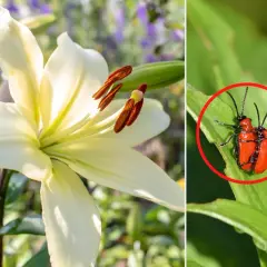 Dwa czerwone robaki na zielonym liściu lilii, obok zbliżenia na biały kwiat.
