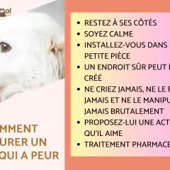 Conseils pour comment rassurer un chien qui a peur : restez calme, créez un endroit sûr, ne forcez jamais. Un chien effrayé a besoin de douceur.