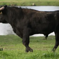 Toro negro de lidia, raza Veragua, con cuernos dorados y etiqueta en la oreja, pastando cerca de un lago. Atanasio Fernández, un nombre que evoca fuerza.