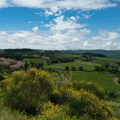Colline toscane fiorite di giallo, vigneti e casali lungo la route des vins chianti. Cielo azzurro con nuvole bianche.