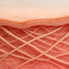 Närbild på hudlager med kollagenfibrer. Kollagen i mat kan bidra till hudens elasticitet.