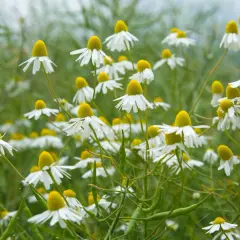 Ein Feld voller Kamillenblüten, bereit zur Ernte. Die weißen Blütenblätter und gelben Köpfe sind im Fokus, während der Hintergrund verschwommen ist.