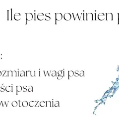 Ile wody powinien pić pies? To zależy od wieku, rozmiaru, wagi, aktywności i warunków otoczenia.