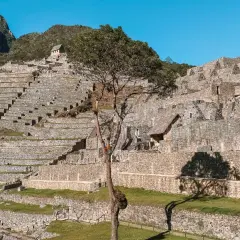 Terrazas de piedra y ruinas incas en Machu Picchu, con un árbol solitario proyectando su sombra.