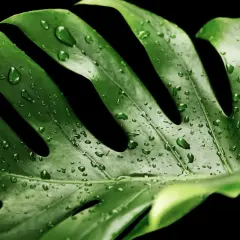 Kiedy monstera płacze, jej liście lśnią od kropel wody. Ciemne tło podkreśla soczystą zieleń i delikatne krople.