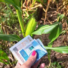 Ręka trzyma banknoty 20 i 50 zł na tle łanu kukurydzy. Czy staż jest płatny? Tak, jeśli jest w polu kukurydzy!