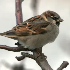 Ein Spatz sitzt auf einem Ast. Wie lange lebt ein Spatz? Diese Frage beschäftigt viele Naturfreunde.