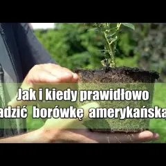 Jak prawidłowo sadzić borówkę amerykańską i uniknąć błędów w odstępach