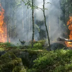 Płonący las, dym i ogień wśród drzew. To przerażające skutki zmiany klimatu, które niszczą naszą planetę.