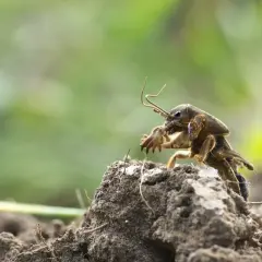 Un insetto con zampe anteriori simili a pale, forse una larva di grillotalpa, emerge dal terreno.