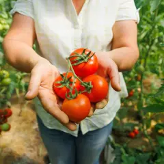 Mains tenant des tomates rouges mûres, avec des plants de tomates et un paillage visible en arrière-plan.