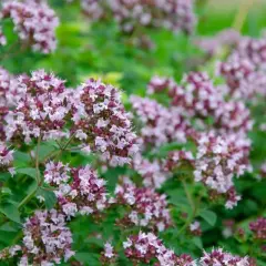 Kwitnące oregano, z drobnymi, różowo-fioletowymi kwiatami zebranymi w gęste baldachy, na tle zielonych liści. Tak wygląda oregano w pełni lata.