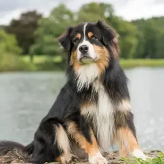 Magnifique berger australien, un compagnon idéal pour les aventures en plein air. À ne pas manquer !