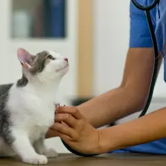 A vet checks a cat's heart, observing its calm male cat behavior after neutering.