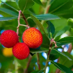 Trois fruits rouges et texturés d'arbousier, un arbousier fruit comestible, pendent sur une branche feuillue.