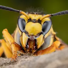 Makro zbliżenie na głowę szerszenia. Jego czarne oczy i żółte paski na głowie mogą być tym, co odstrasza szerszenie.