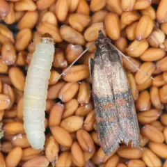 Larwa i dorosły osobnik mola spożywczego na ziarnach pszenicy. Poznaj skuteczne metody, jak wytępić mole.