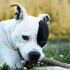 Un perro blanco y negro, un ejemplo de los tipos de American Stanford, mastica una rama en el césped.