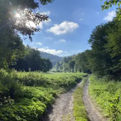 Słoneczna ścieżka w Ojcowski Park Narodowy z psem. Zielone drzewa i łąka, błękitne niebo z chmurami.