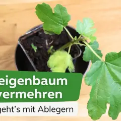 Ein junger Feigenbaum im Topf, bereit, um Feigen zu vermehren. So geht's mit Ablegern.