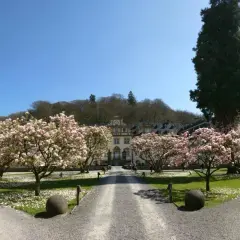 Blühende Magnolien vor historischem Gebäude. Vielleicht finden heute hier Veranstaltungen in Engelskirchen statt.