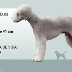 Perro Bedlington Terrier de perfil, con información sobre tamaño, peso y esperanza de vida.