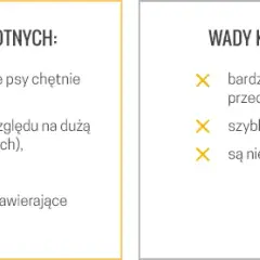 Sucha czy mokra karma dla psa? Porównanie, wady i zalety.