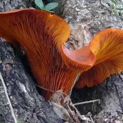 Funghi arancioni spuntano dal tronco di un ulivo, mostrando le loro lamelle vibranti.