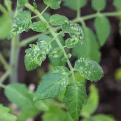 Jeune plant de tomates aux feuilles vertes marbrées de taches jaunes, comme si elles étaient saupoudrées de poussière blanche.