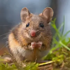 Urocza mysz domowa, zastanawiająca się, ile żyje. Jej małe łapki złożone w geście prośby.