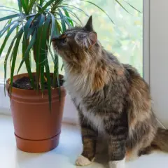 Puszysty kotek ciekawie wącha dracenę. Czy dracena jest trująca dla zwierząt? Warto to sprawdzić, zanim kotek spróbuje liści.