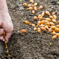 Dłoń sadzi cebulki dymki w ziemi. Prosty sposób, jak sadzić cebulę dymkę, by cieszyć się plonami.