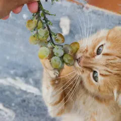 An orange cat curiously nibbles on a bunch of green grapes held by a hand. This image raises the question: can cats eat grapes?