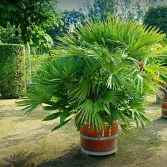 Palmera frondosa en maceta de barril, un ejemplo de tipos de palmeras de exterior que embellecen jardines con su exuberante verdor.