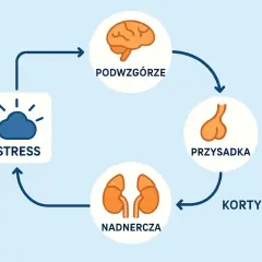 Cykl reakcji na stres: podwzgórze, przysadka, nadnercza i kortyzol. Zrozumienie tego mechanizmu to pierwszy krok do walki ze stresem.