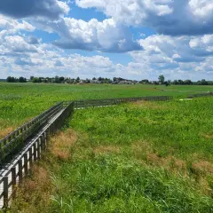 Drewniana kładka wśród zielonych łąk, prowadząca w stronę zabudowań widocznych w oddali. To malowniczy krajobraz w okolicach **Narew miasto**.