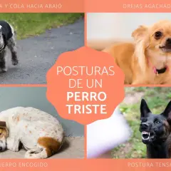 Cuatro imágenes muestran posturas de un perro triste: cabeza y cola abajo, orejas agachadas, cuerpo encogido y postura tensa.