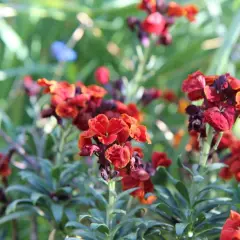Giroflée des murailles aux teintes orangées et pourpres, épanouie dans un jardin verdoyant.