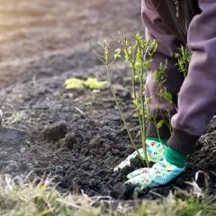 Ręce w rękawiczkach sadzą borówkę amerykańską. Obok leży motyka.